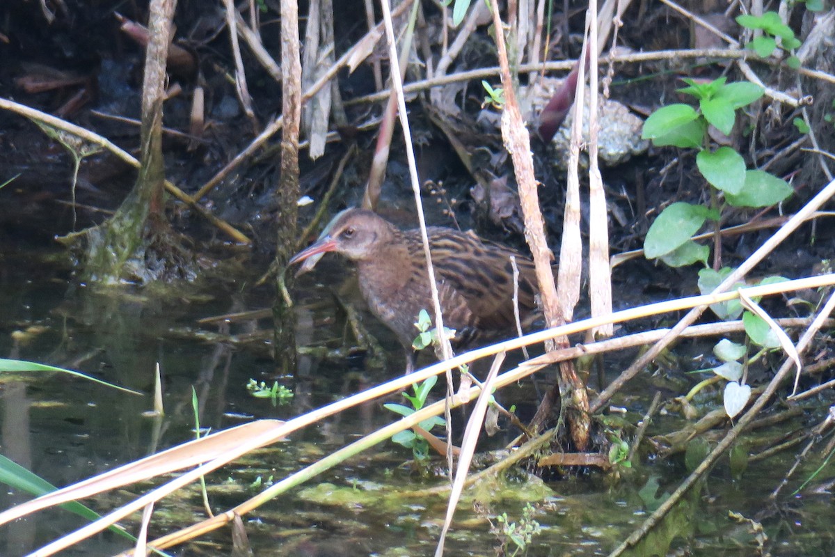 Water Rail - ML615399478