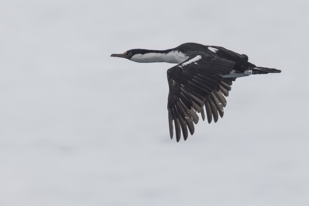 Cormoran antarctique - ML615399486