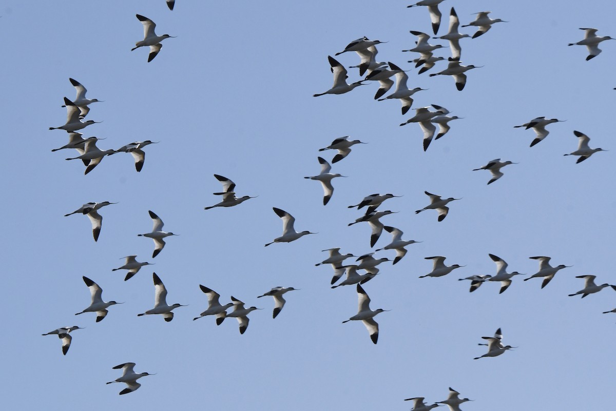 Pied Avocet - Mário Estevens