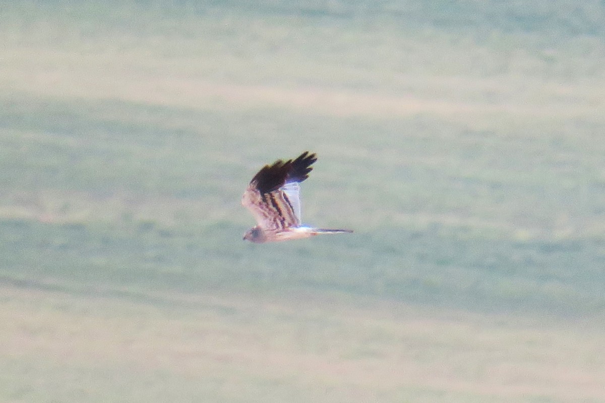 Montagu's Harrier - ML615399494
