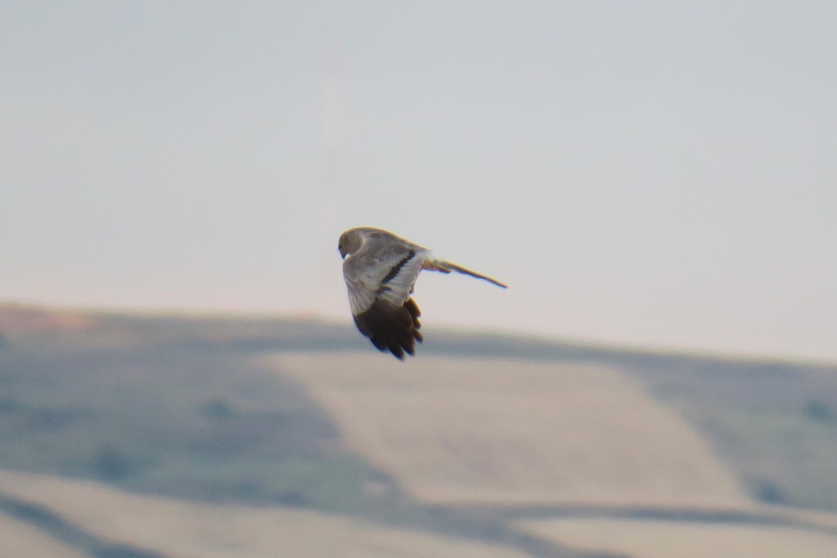 Montagu's Harrier - ML615399495