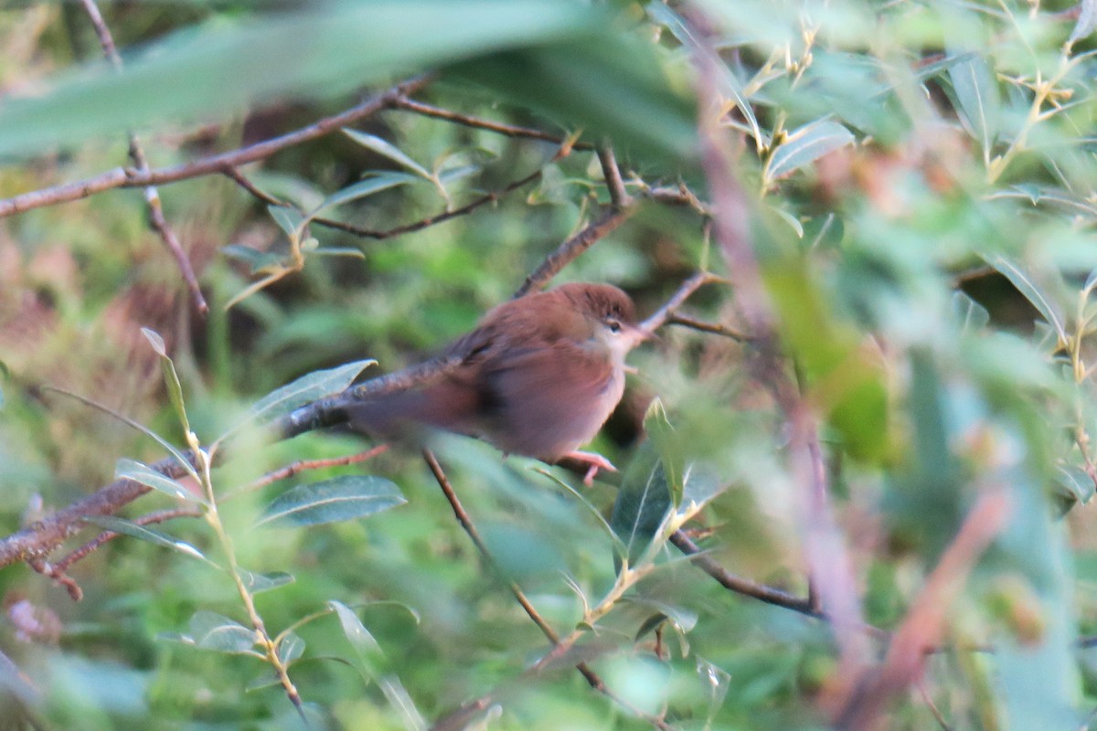 Cetti's Warbler - ML615399502
