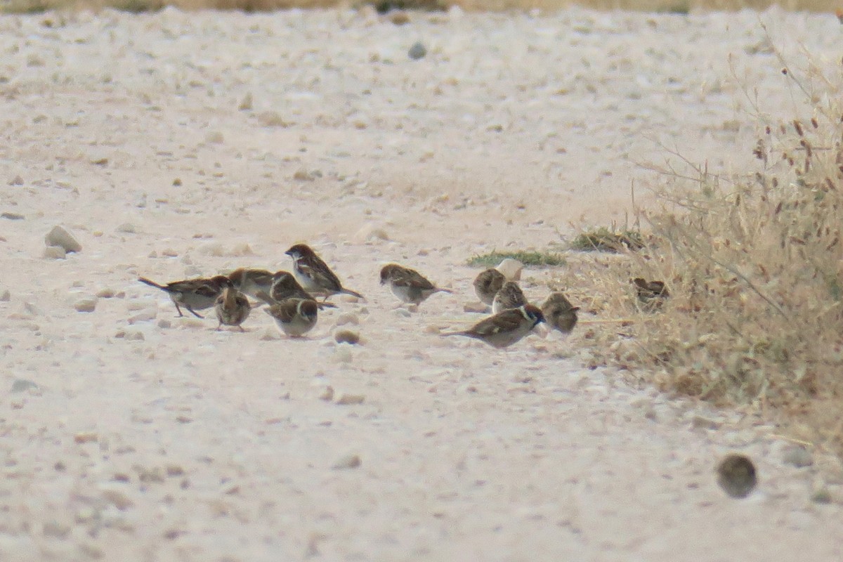 Eurasian Tree Sparrow - ML615399511
