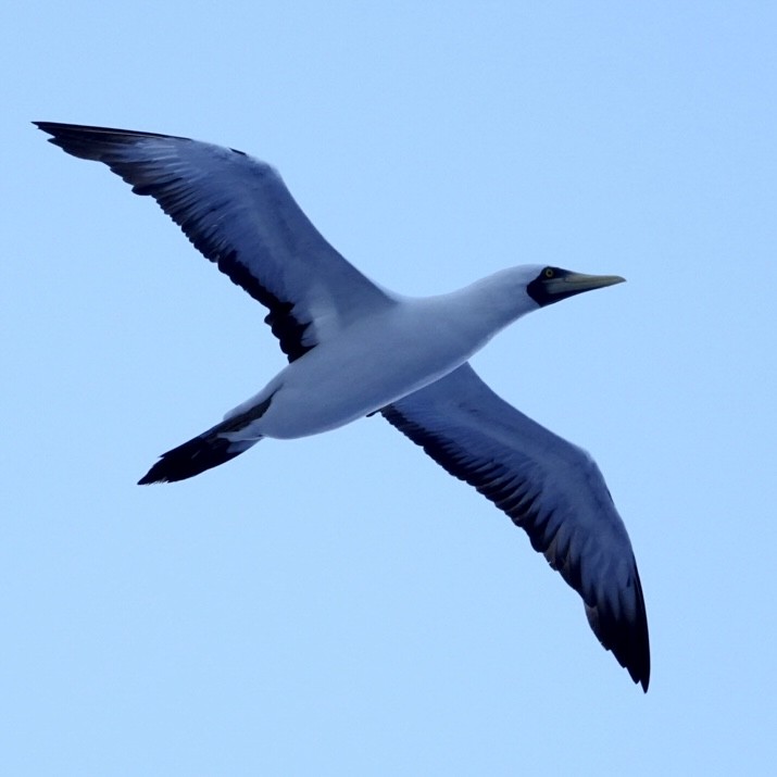 Masked Booby - ML615399512