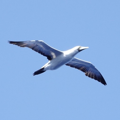 Masked Booby - ML615399513