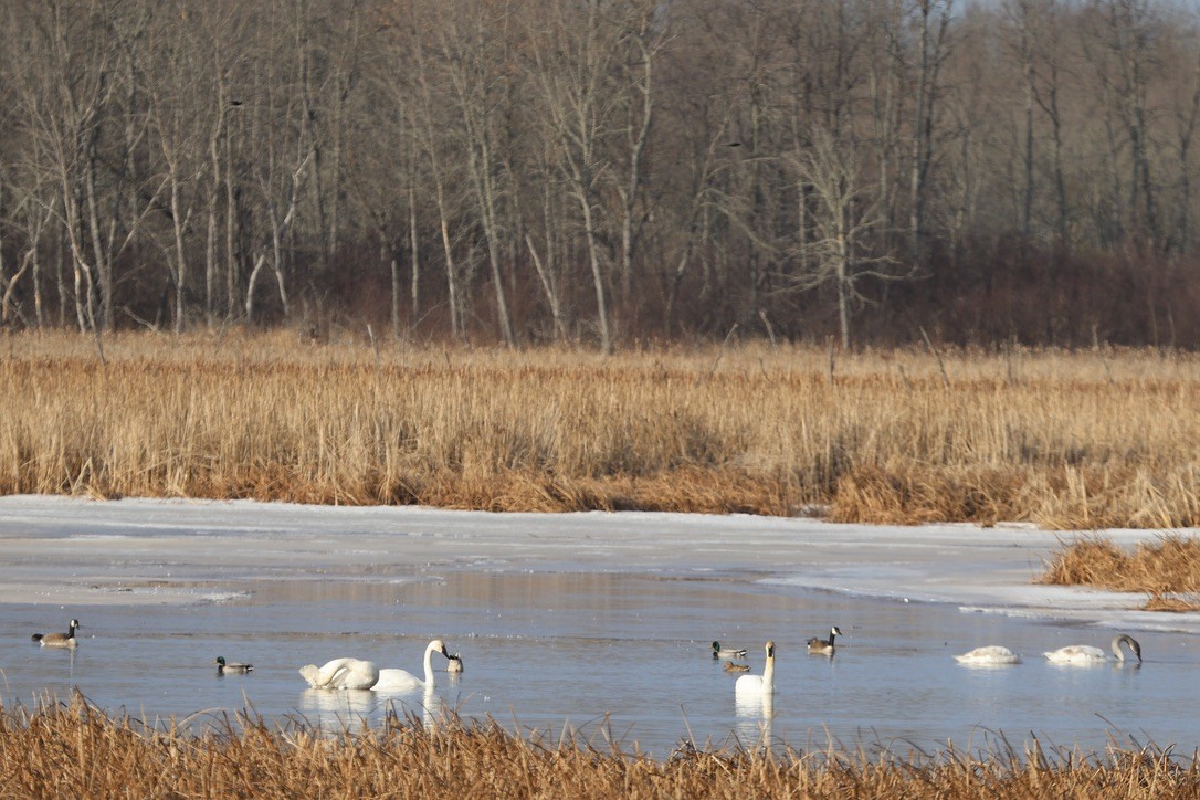 Trumpeter Swan - Cole Wolf