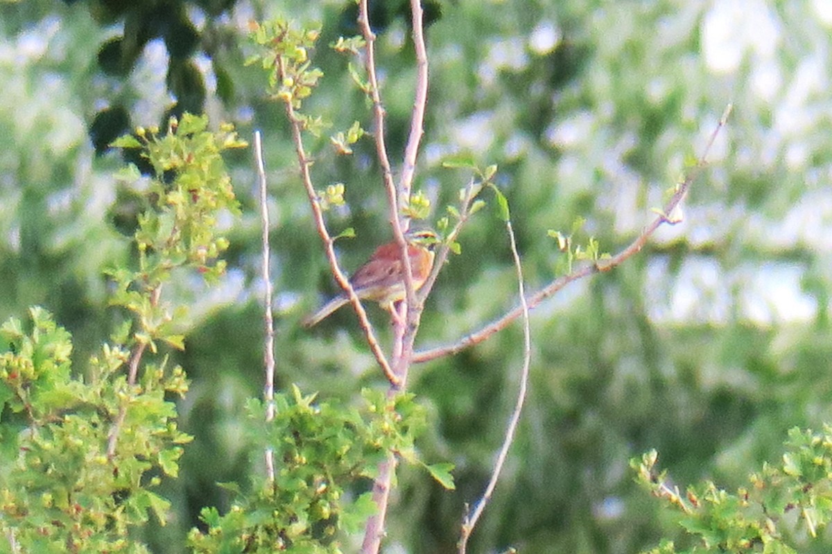 Cirl Bunting - ML615399521