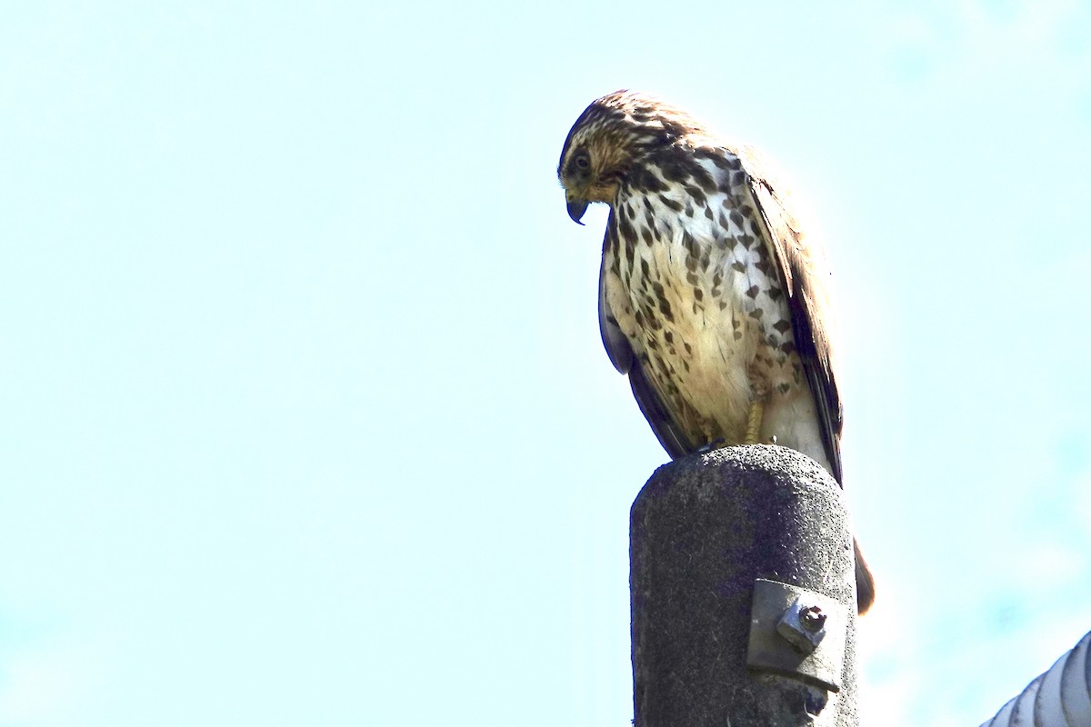 Broad-winged Hawk - Lottie Bushmann