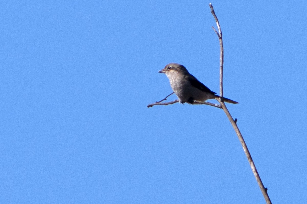 Northern Shrike - ML615399599