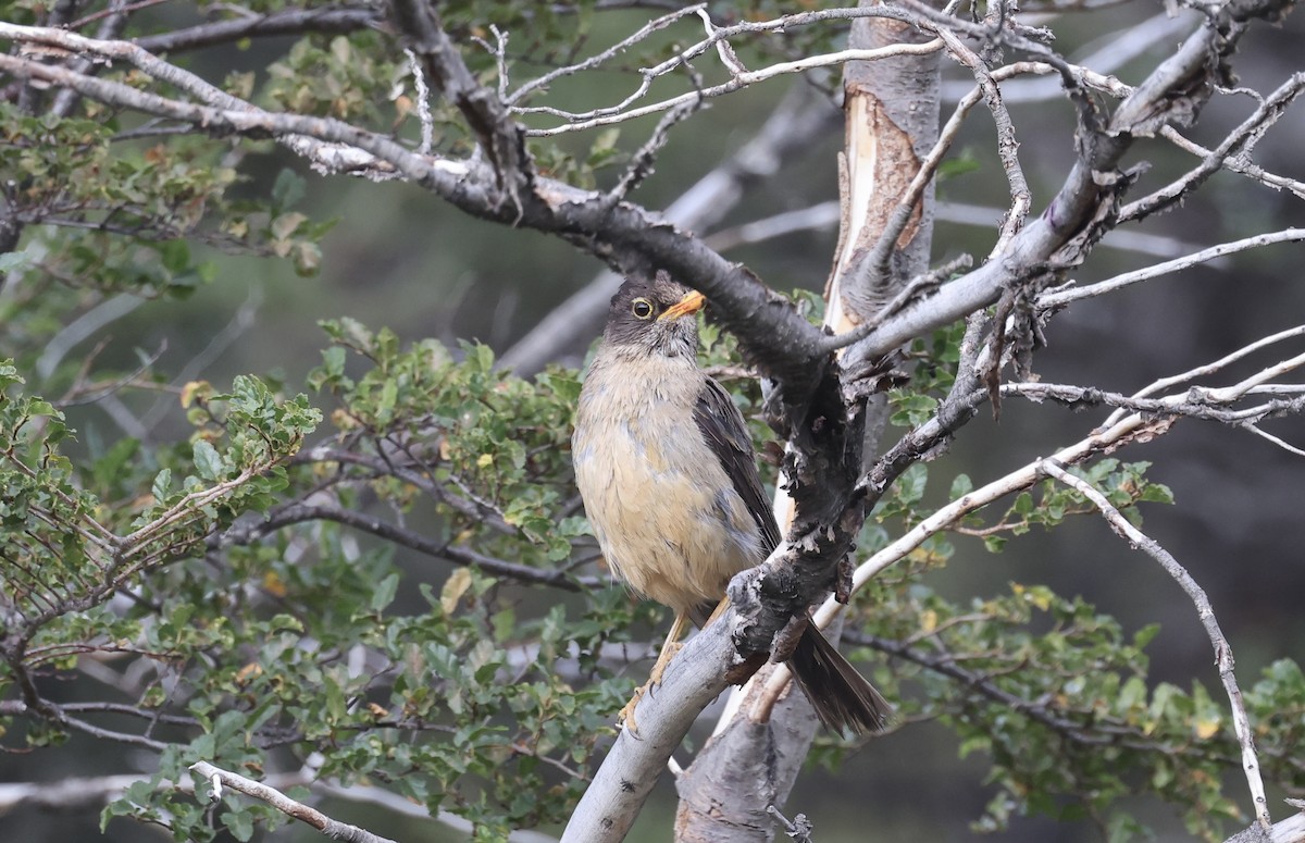 Austral Thrush (Magellan) - Anne Bielamowicz