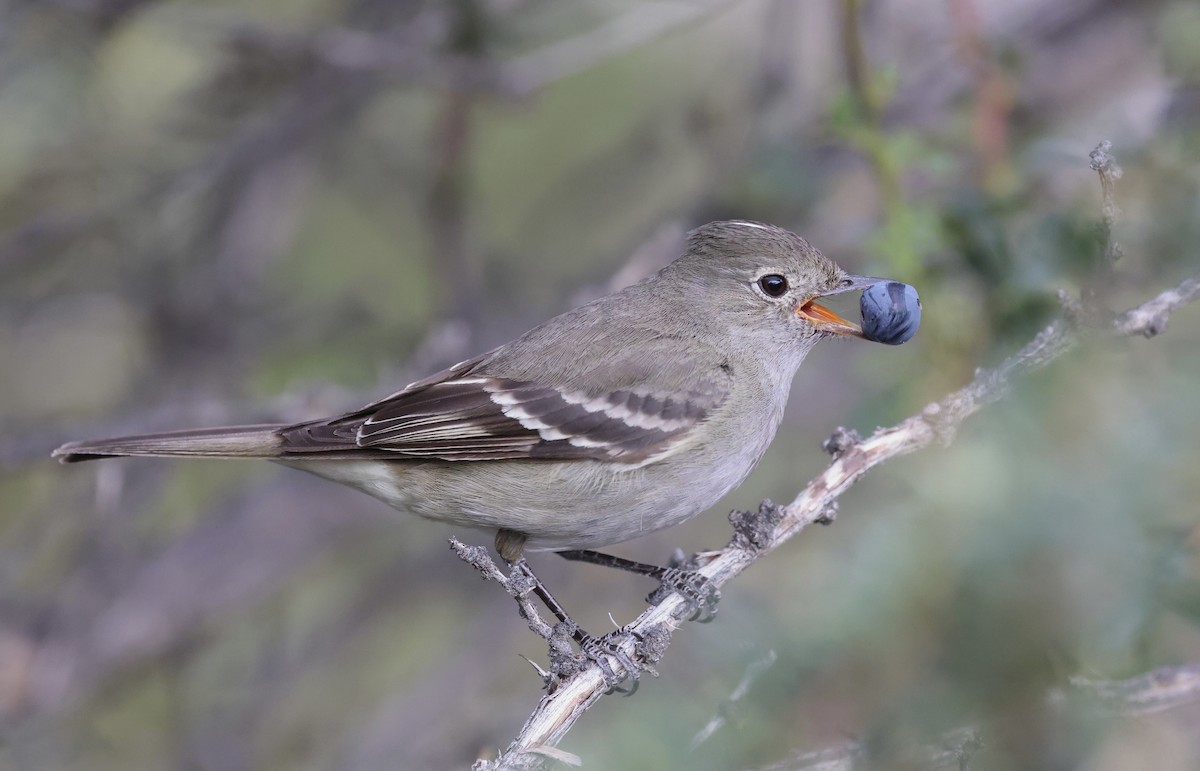 White-crested Elaenia (Chilean) - ML615399660