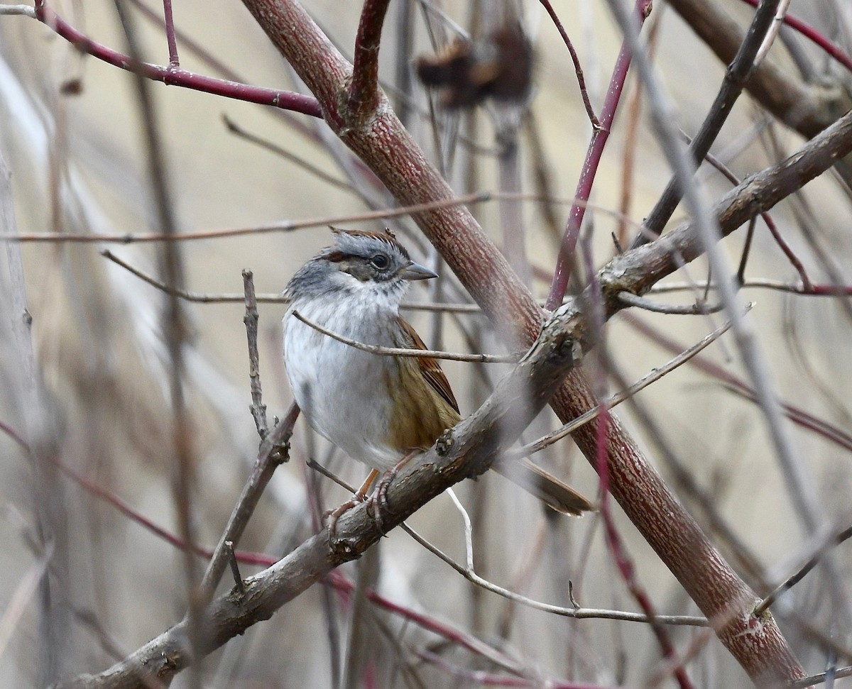 Swamp Sparrow - Win Ahrens