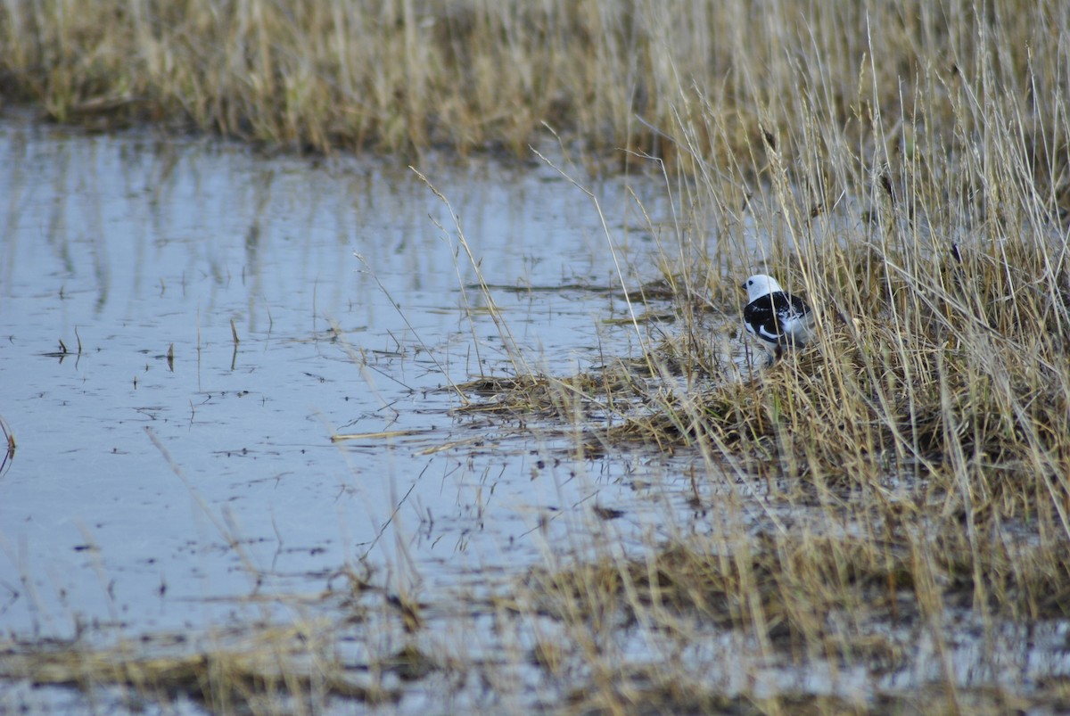 Snow Bunting - Arianne Reda