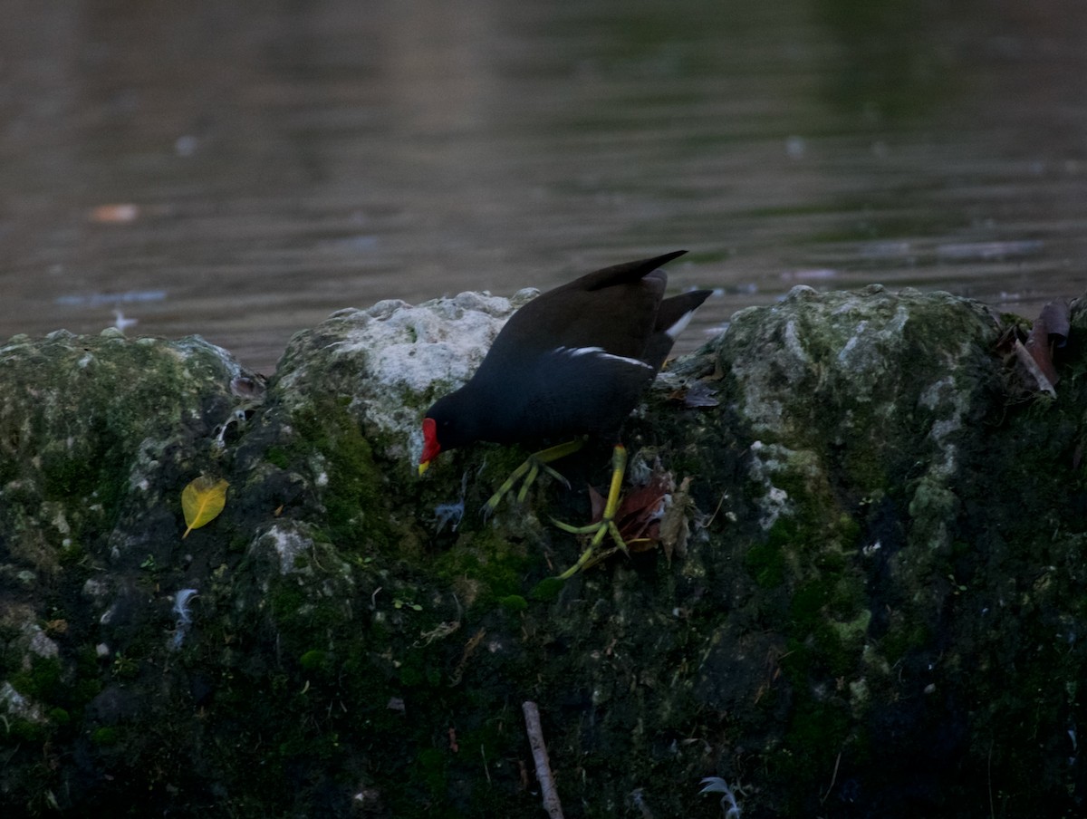 Eurasian Moorhen - ML615399779