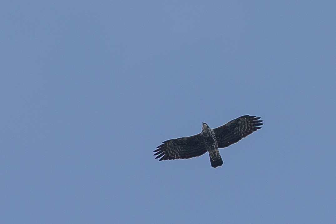 Ayres's Hawk-Eagle - Anonymous