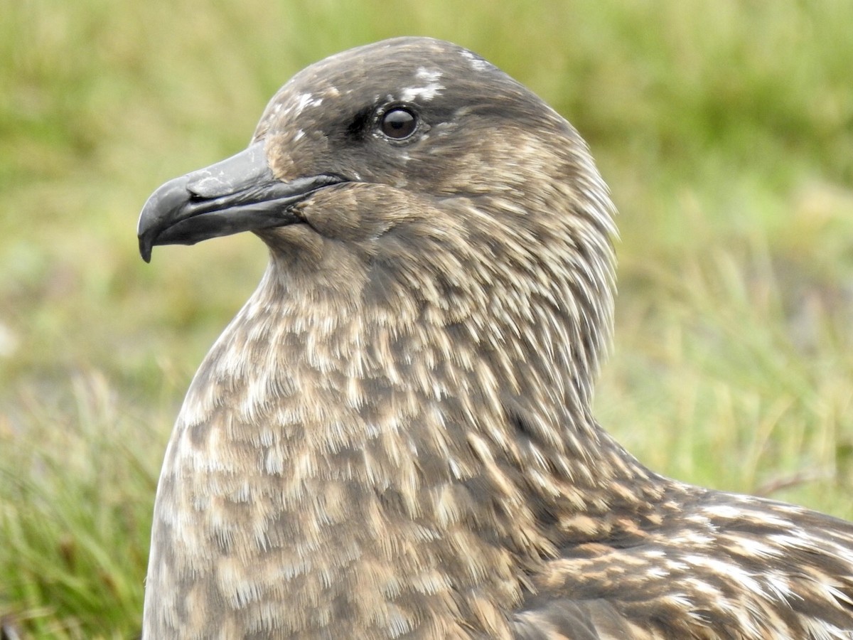 Great Skua - Stephen Bailey