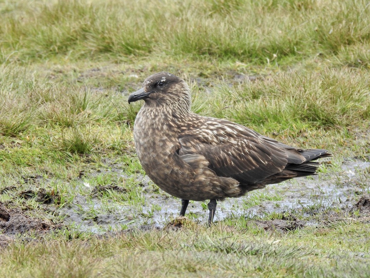 Great Skua - Stephen Bailey