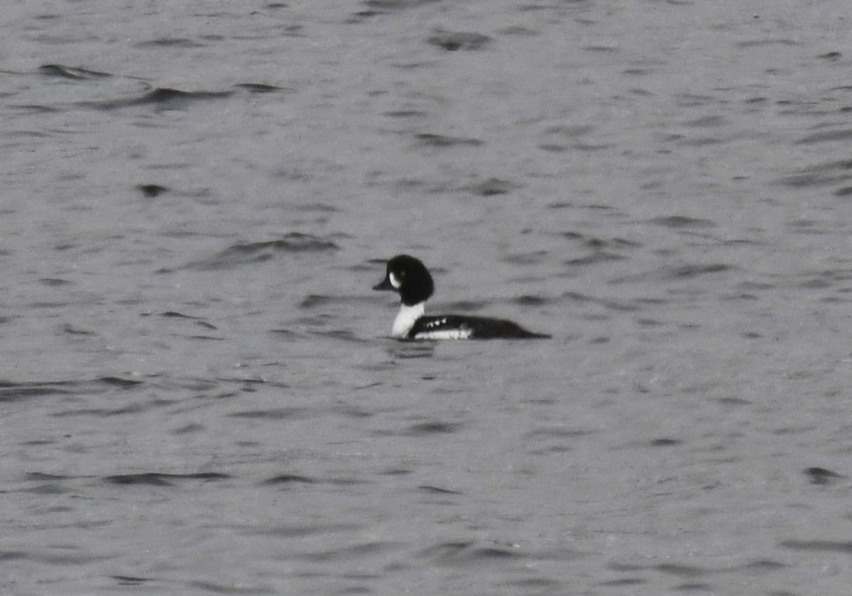 Barrow's Goldeneye - ML615399875