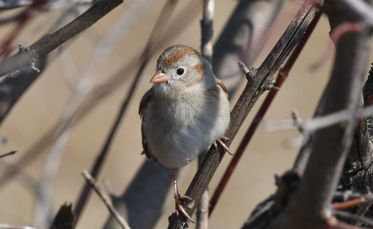 Field Sparrow - ML615399959