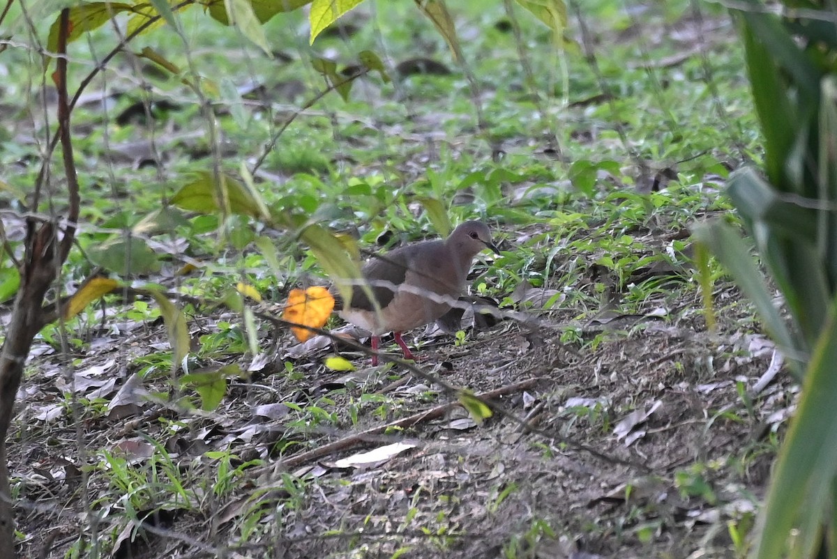 White-tipped Dove - ML615399993