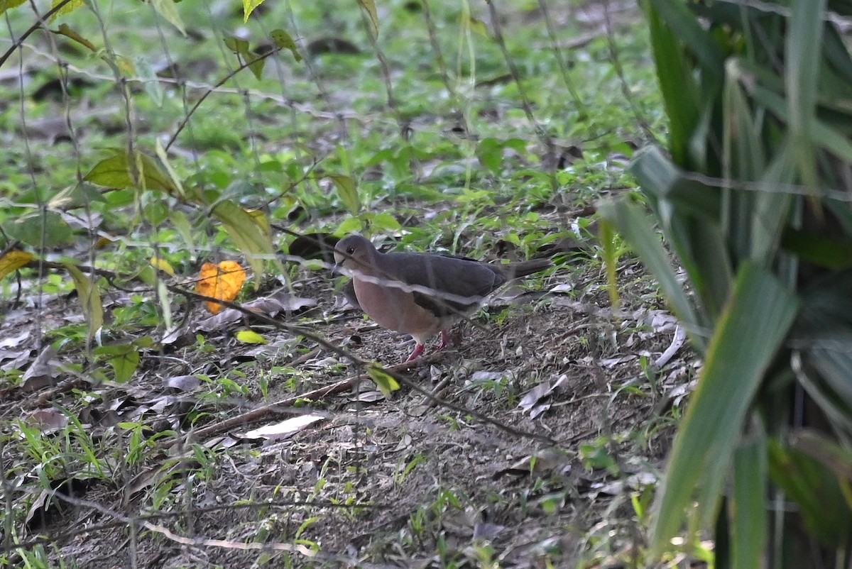 White-tipped Dove - ML615399994