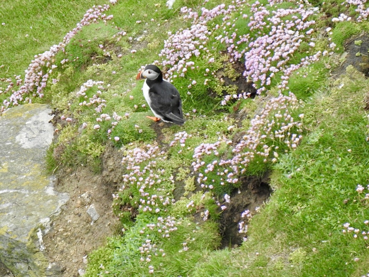 Atlantic Puffin - Stephen Bailey