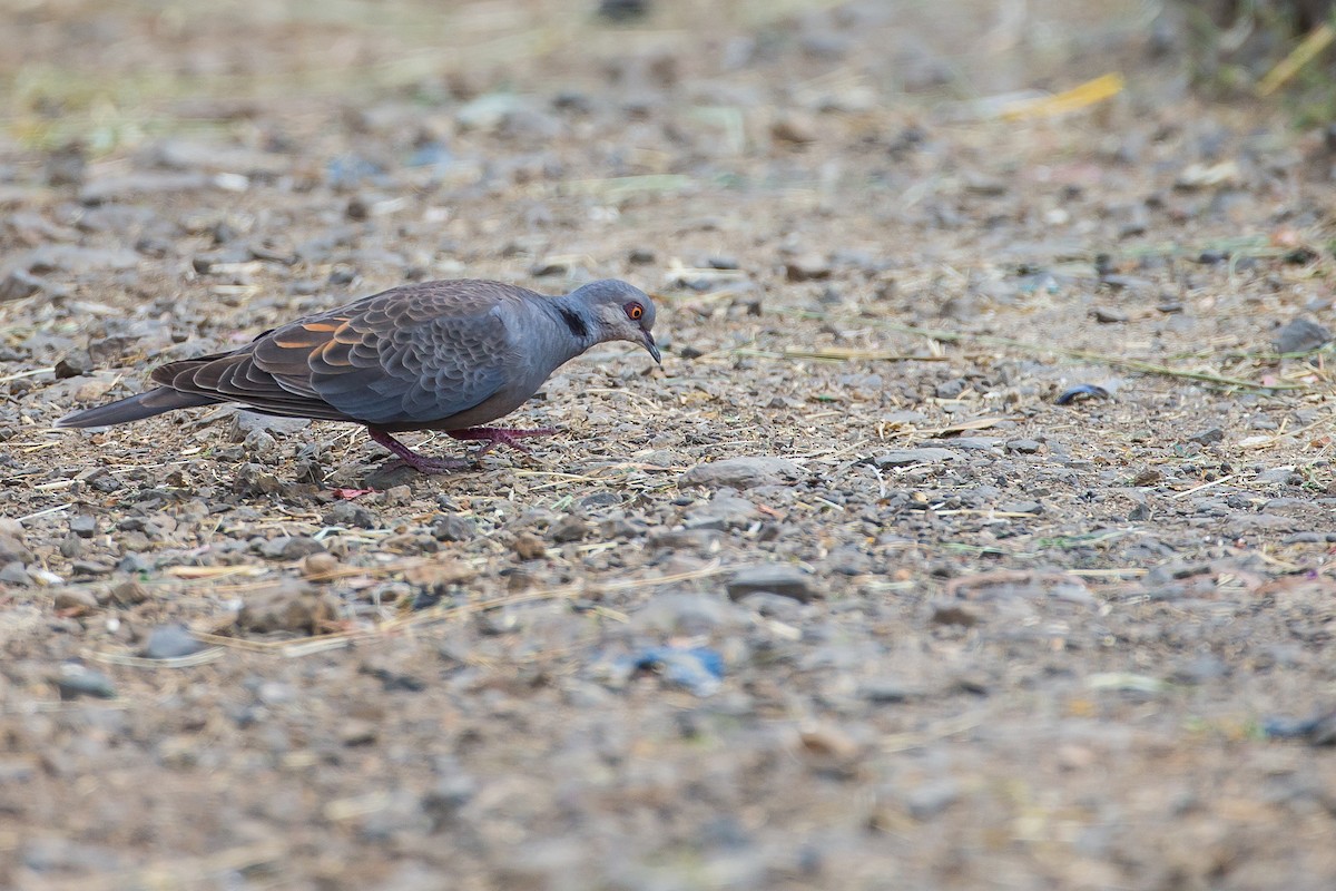 Dusky Turtle-Dove - ML615400037