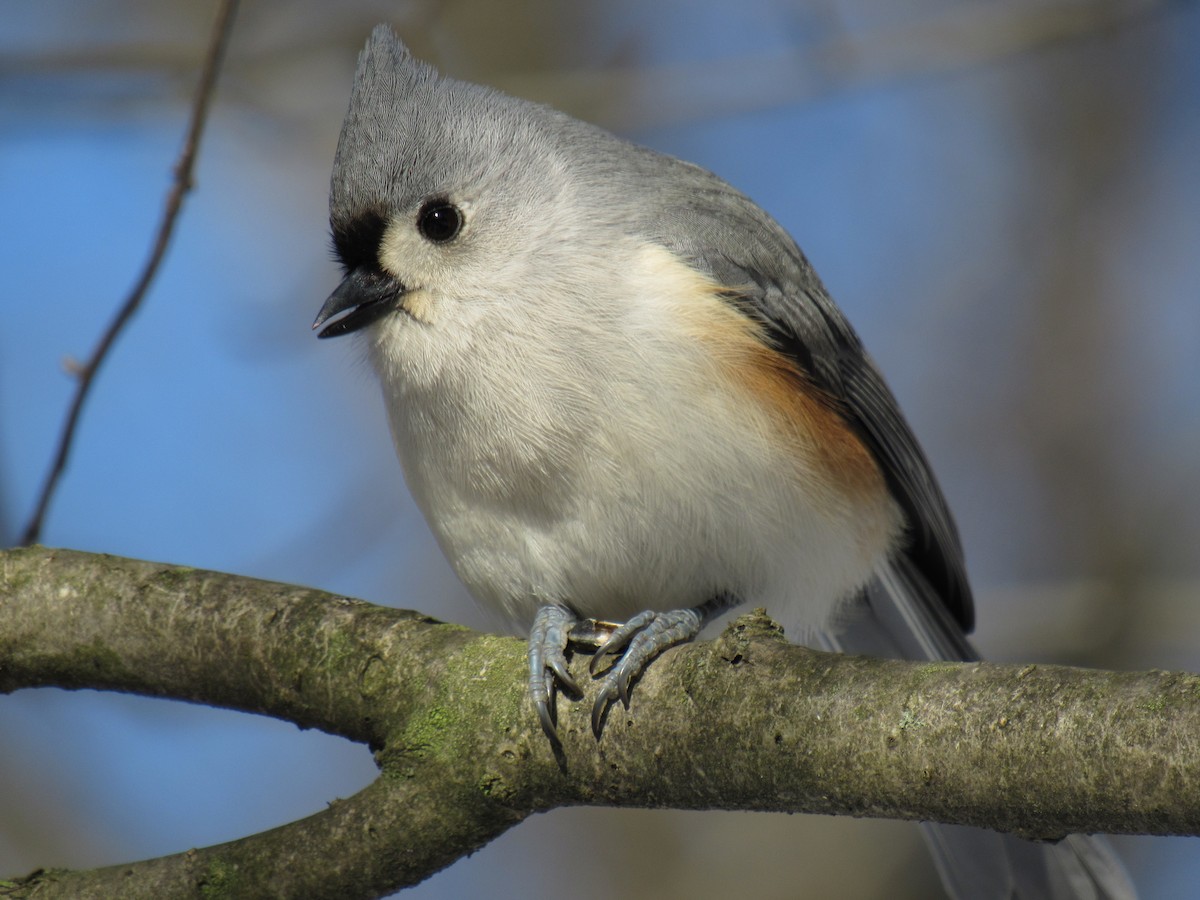 Tufted Titmouse - Joseph Pumford