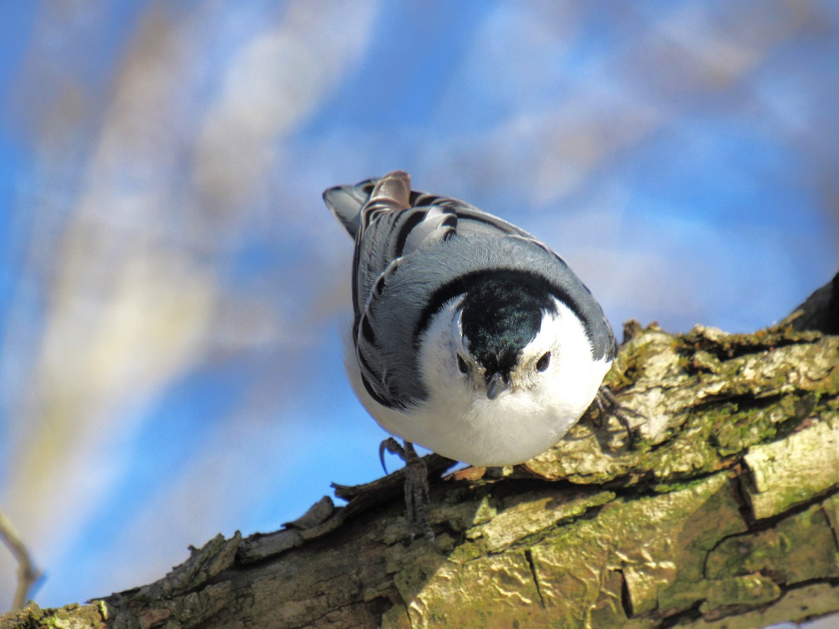 White-breasted Nuthatch (Eastern) - Joseph Pumford