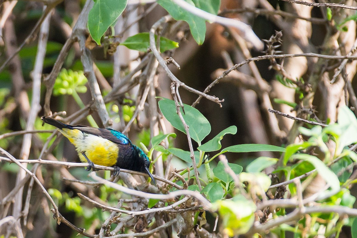 Variable Sunbird (Yellow-bellied) - ML615400120