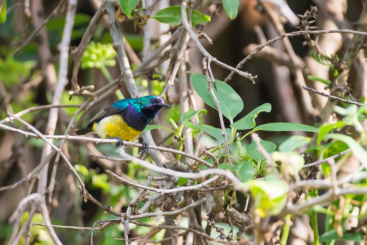 Variable Sunbird (Yellow-bellied) - ML615400121