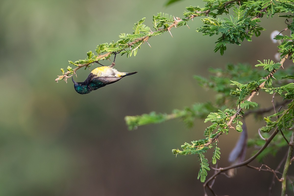 Ziernektarvogel [venustus-Gruppe] - ML615400138