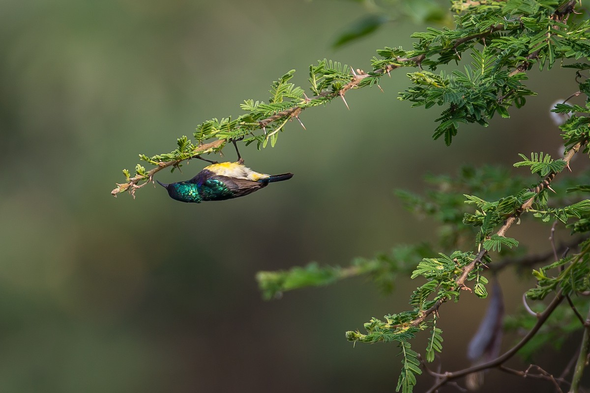 Ziernektarvogel [venustus-Gruppe] - ML615400139