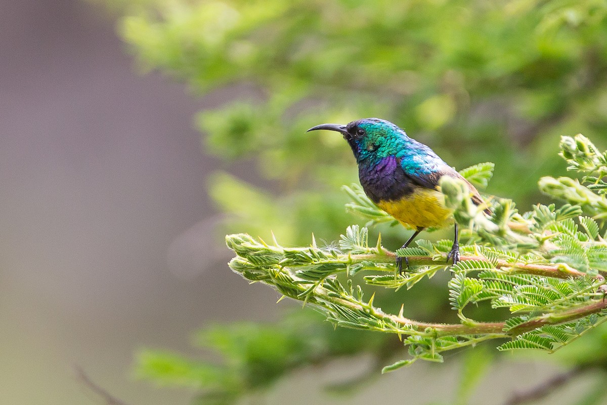 Variable Sunbird (Yellow-bellied) - ML615400159