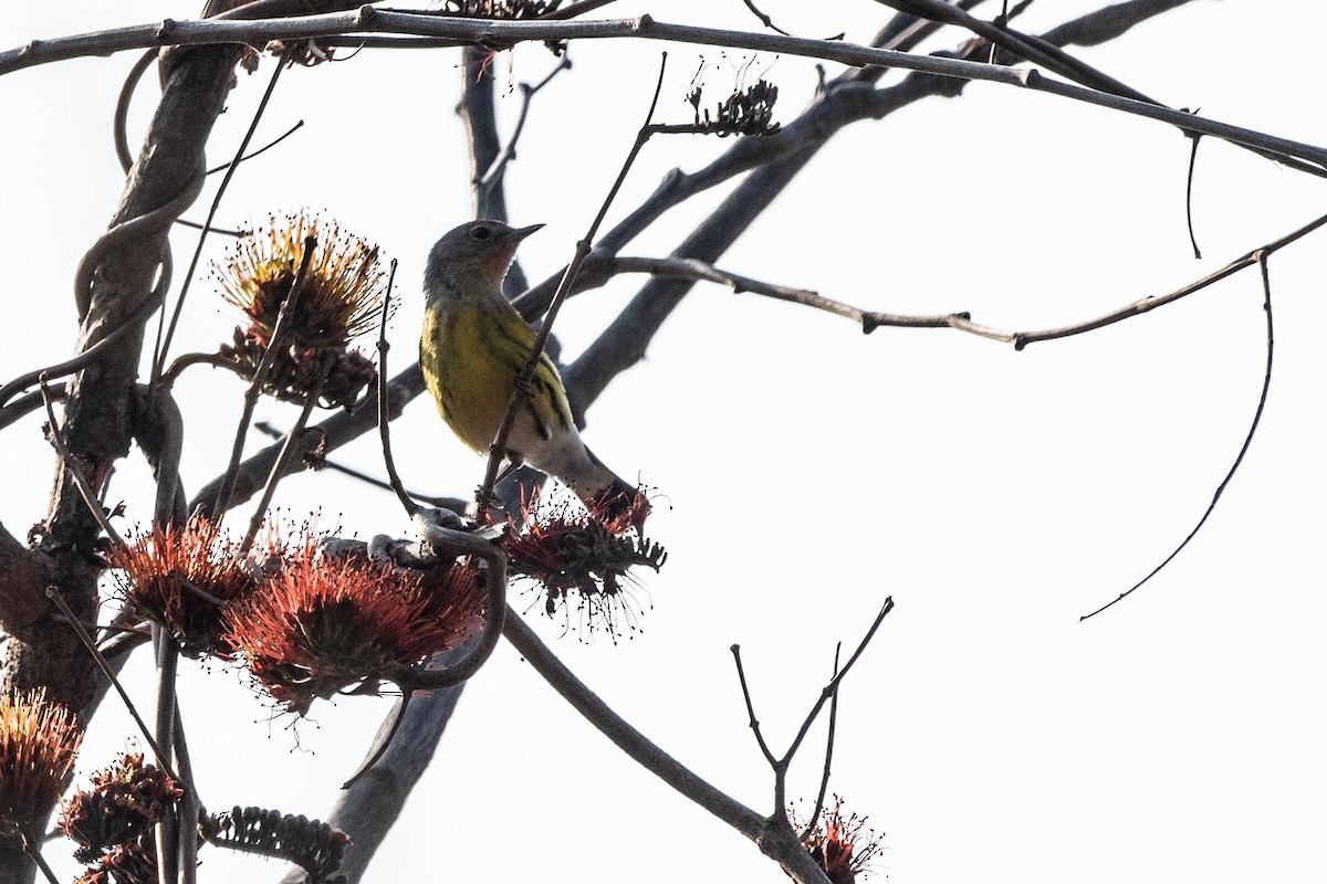 Magnolia Warbler - Gayle Bachert