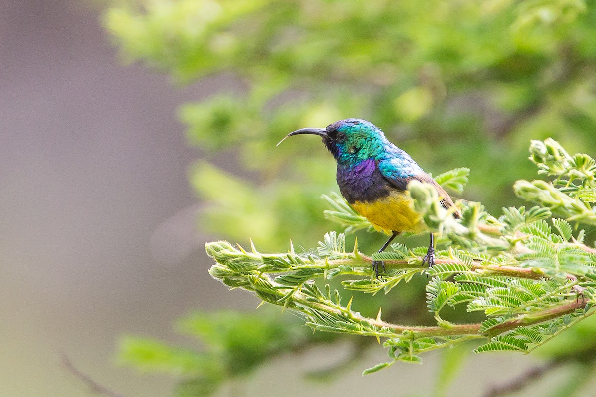 Variable Sunbird (Yellow-bellied) - ML615400177