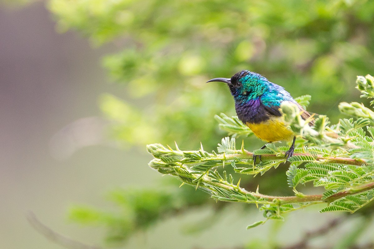 Ziernektarvogel [venustus-Gruppe] - ML615400178