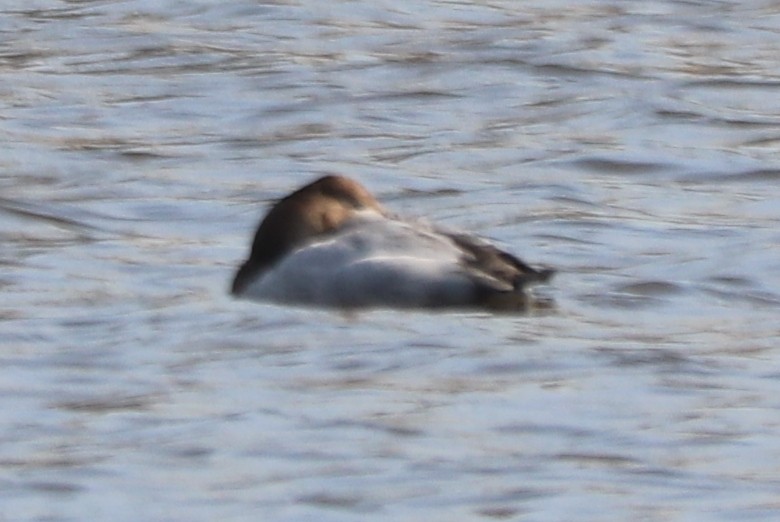 Canvasback - ML615400191