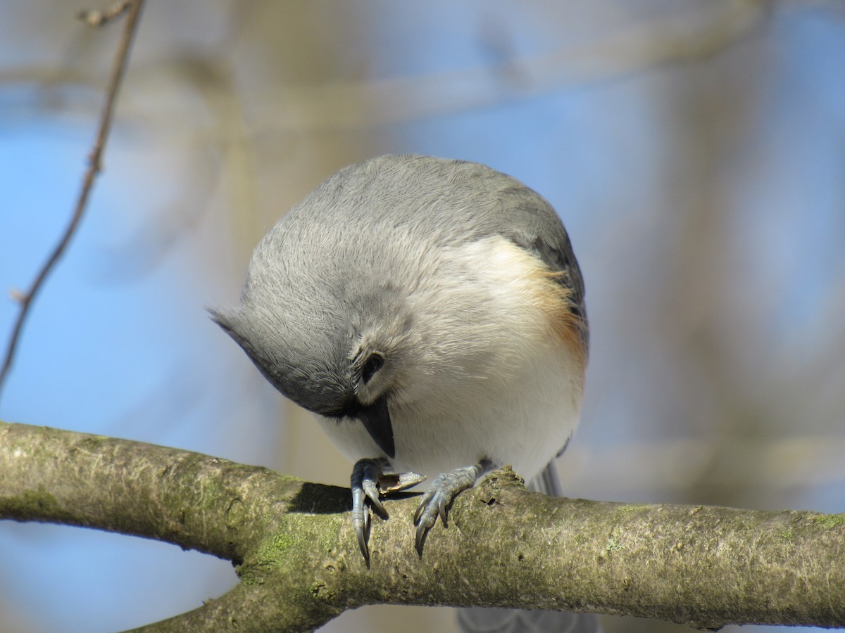 Tufted Titmouse - Joseph Pumford