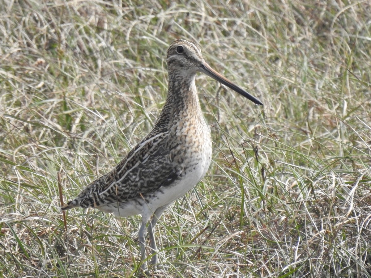 Common Snipe - Stephen Bailey