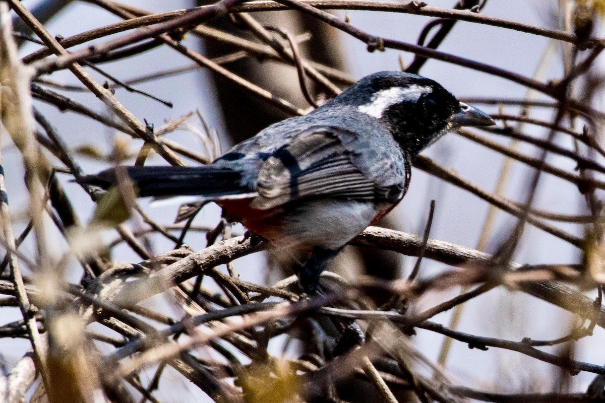 Red-breasted Chat - Gayle Bachert