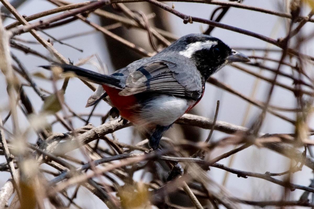 Red-breasted Chat - Gayle Bachert