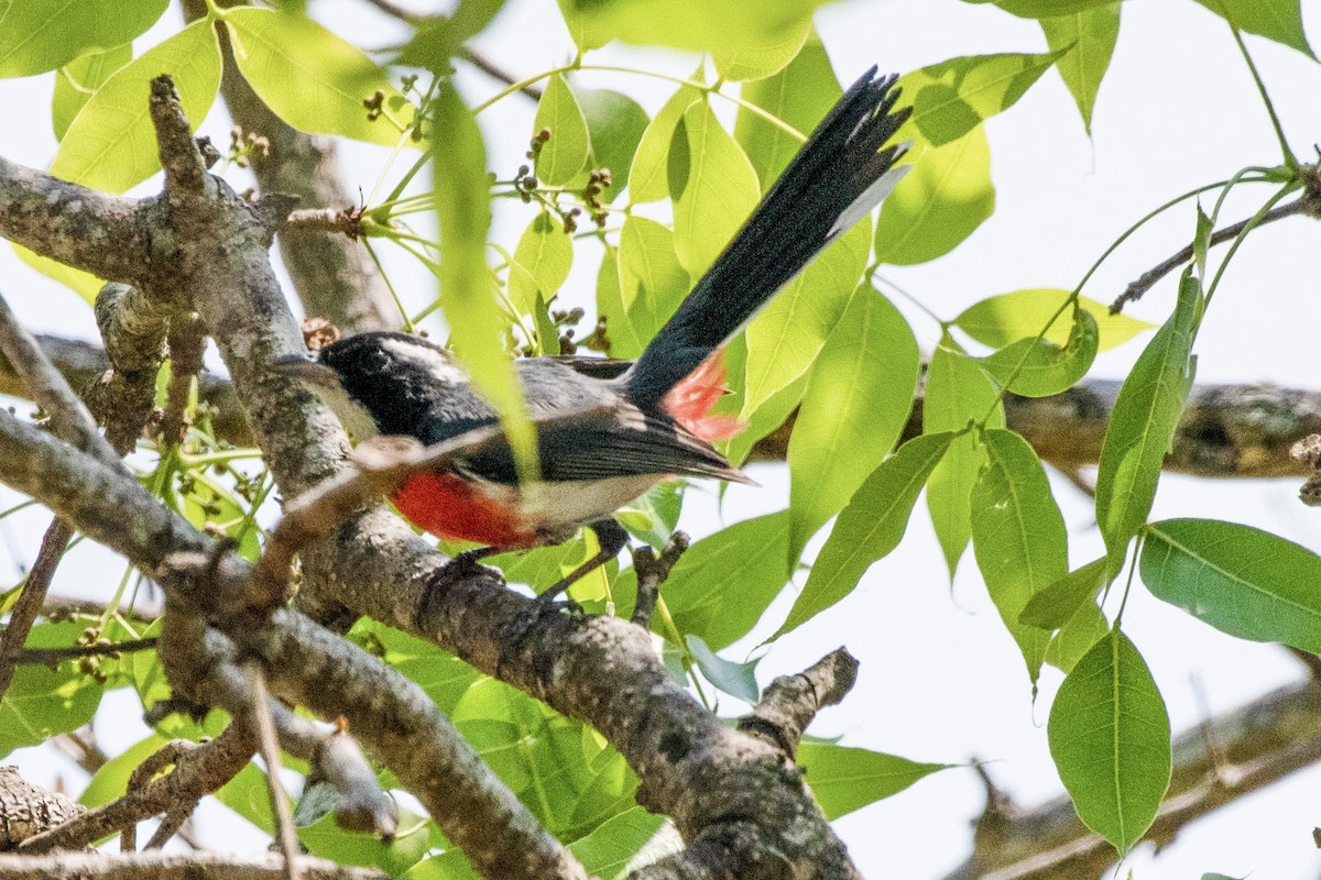 Red-breasted Chat - ML615400220