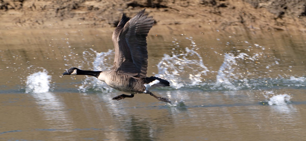 Canada Goose - ML615400233