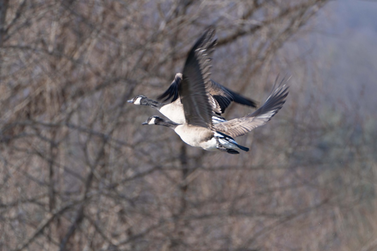 Canada Goose - ML615400234