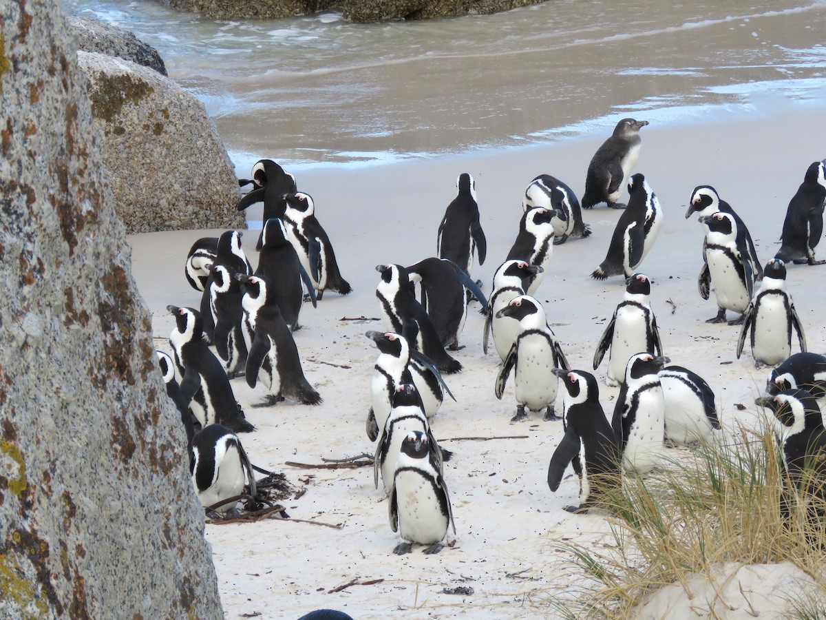 African Penguin - ML615400262