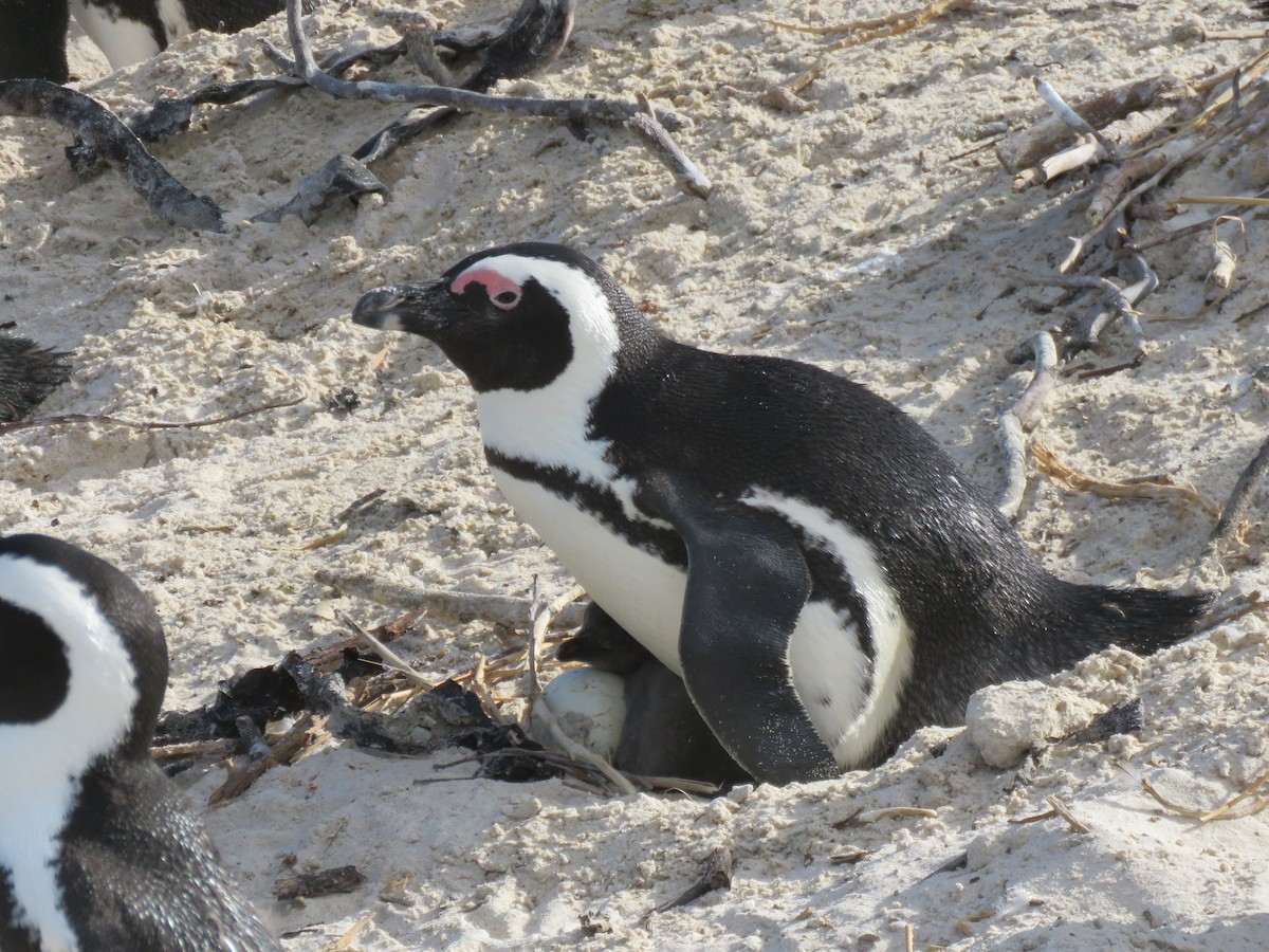 African Penguin - ML615400263