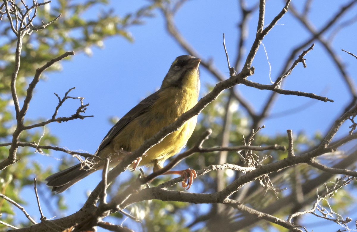 Gray-hooded Sierra Finch - ML615400281