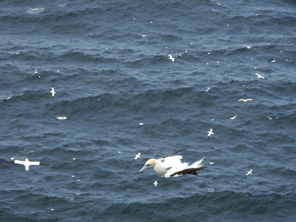 Northern Gannet - Stephen Bailey