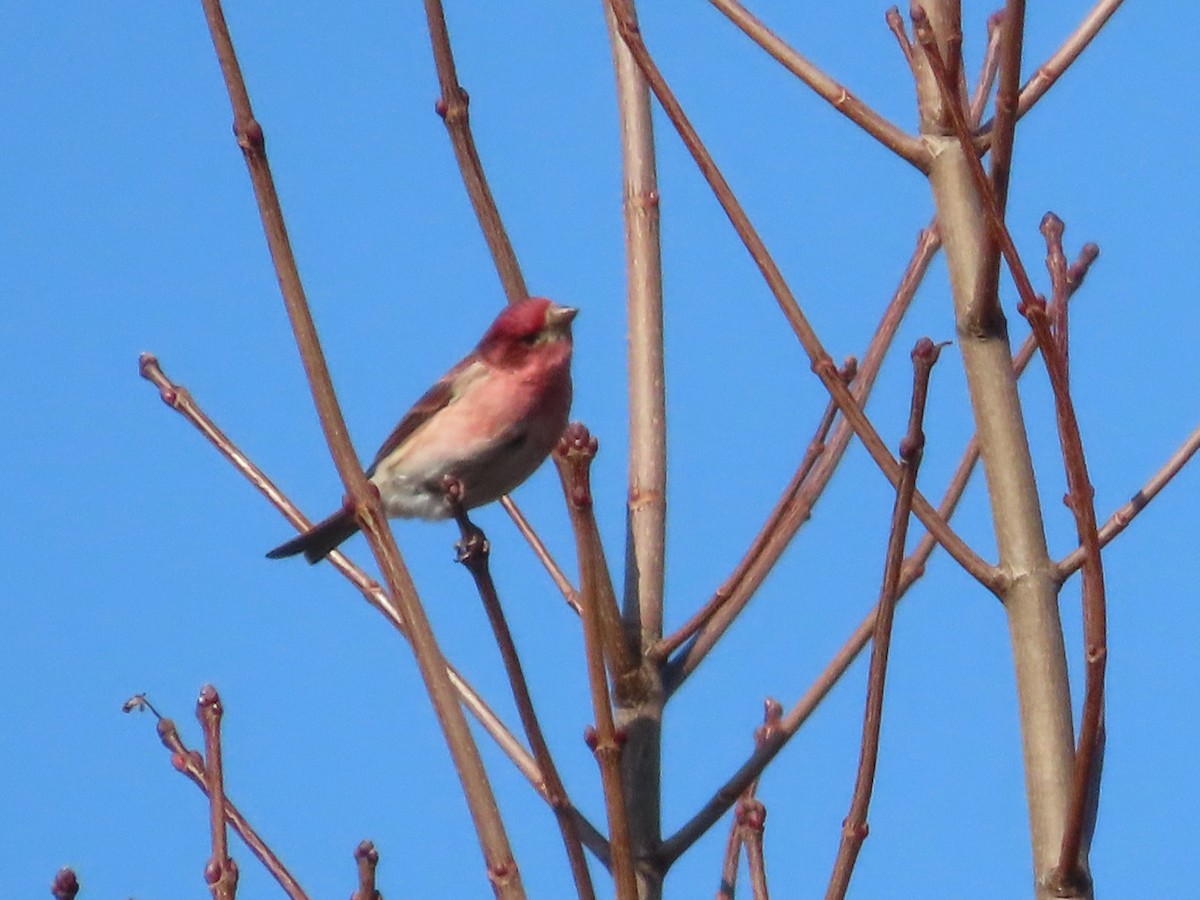 Purple Finch - ML615400464